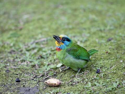 鳥類大觀園