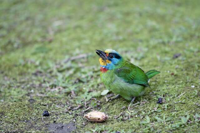 鳥類大觀園